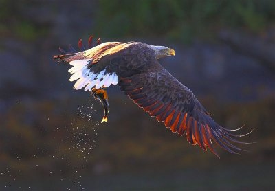 White-tailed Eagle  Norway