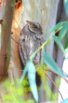 Scops Owl  Lesvos