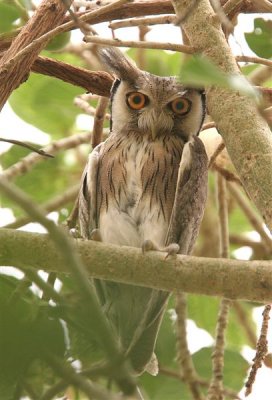 White-faced Scops Owl  Gambia