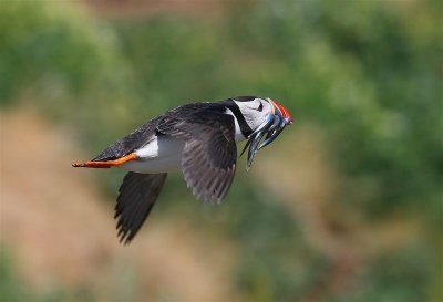 Puffin Mainland