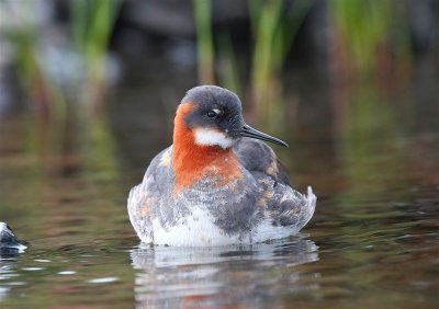 Red-necked Phalarope  Fetlar