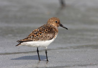 Sanderling  Mainland