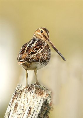 Snipe  Mainland