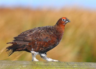 Red Grouse  Scotland