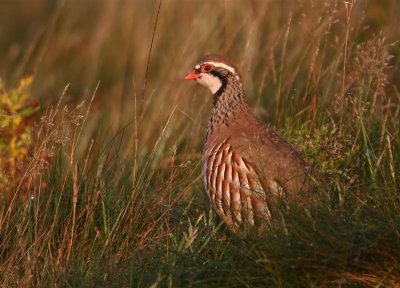 Red-legged Partridge  Scotland