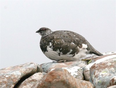 Ptarmigan  Scotland