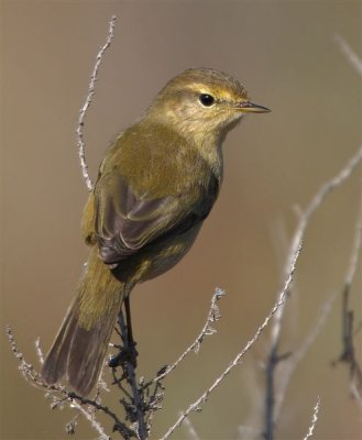 Chiffchaff  Portugal