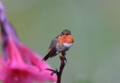 Scintilliant Hummingbird