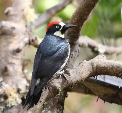 Acorn Woodpecker