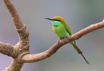 Green Bee-eater  Goa