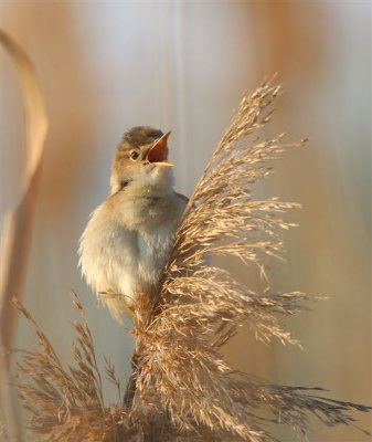 Reed Warbler  Lesvos