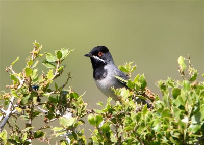 Ruppells Warbler  Lesvos