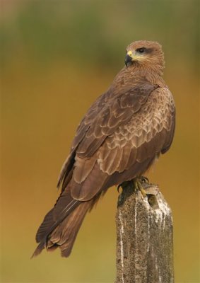 Black Kite  Goa