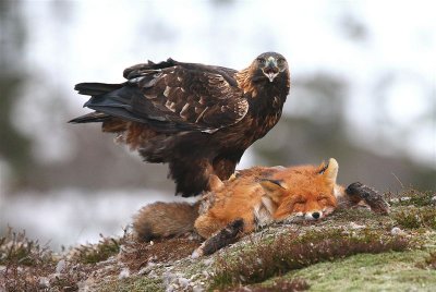 Golden Eagle  Norway