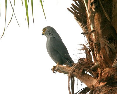 Grey Kestrel  Gambia