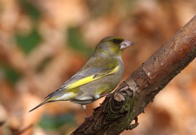 Greenfinch