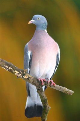 Wood Pigeon