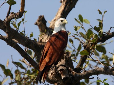 Brahminy Kite   Goa