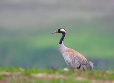 Common Crane  Shetland