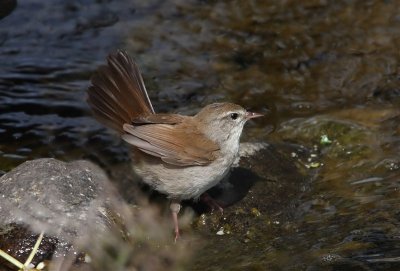 Cettis Warbler  Lesvos