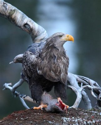 White-tailed Eagle  Norway