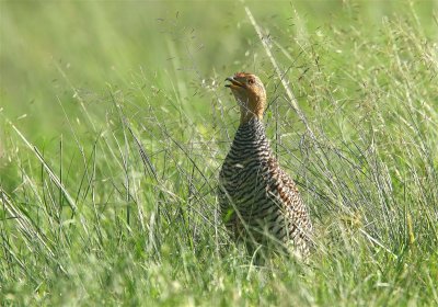 Coqui Francolin  South Africa