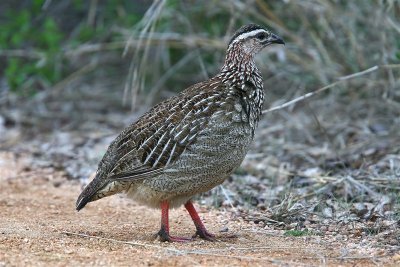 Crested Francolin  South Africa