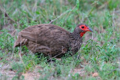 Swiansons Spurfowl  South Africa