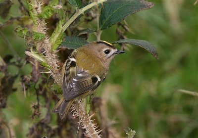 Goldcrest  Mainland