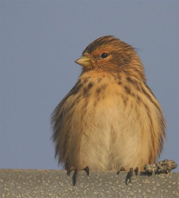 Twite   Mainland