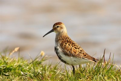 Dunlin Fetlar