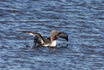 Red-throated Diver  Mainland