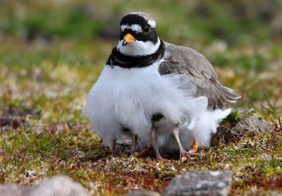 Ringed Plover  Yell    Sheltering Her Chick's