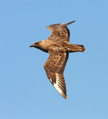 Great Skua  Mainland