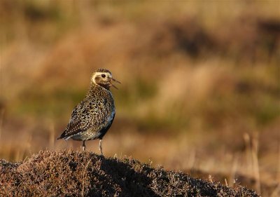 Golden Plover   Mainland