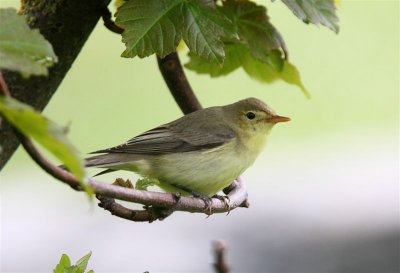 Icterine Warbler Mainland