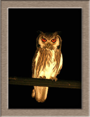 White-faced Scops Owl   South Africa