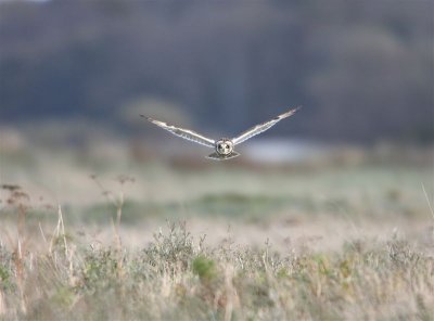 Short-eared Owl  Scotland