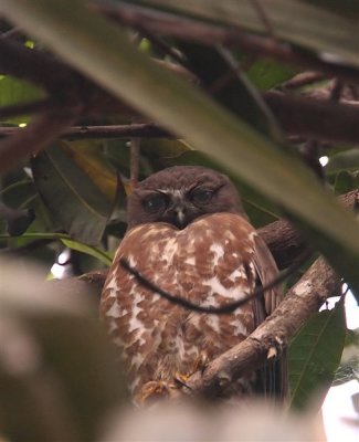 Brown Hawk Owl  Goa