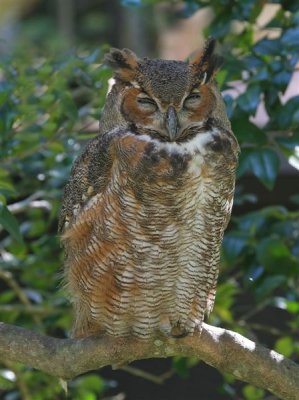 Great Horned Owl  Florida