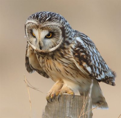 Short-eared Owl   Scotland
