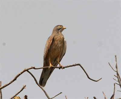 Grasshopper Buzzard   Gambia