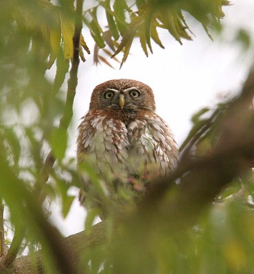 Pearl-spotted Owllet  Gambia