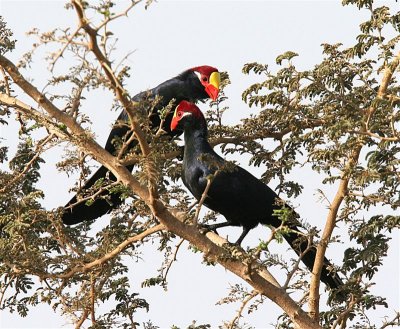 Violet Turaco Pair  Gambia