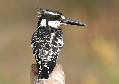 Pied Kingfisher  Gambia