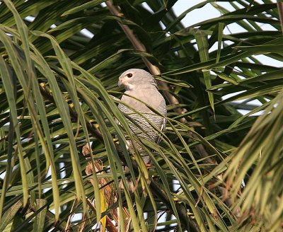 Lizard Buzzard  Gambia