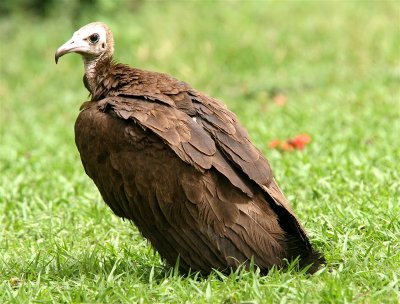 Hooded Vulture  Gambia