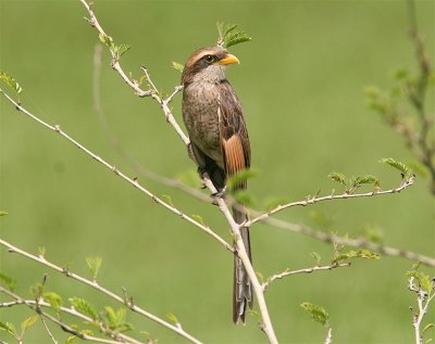 Yellow-billed Shrike  Gambia