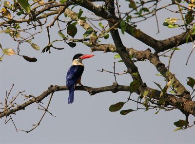 Black-headed Kingfisher  Goa