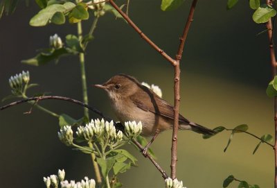 Blyths Reed Warbler  Goa